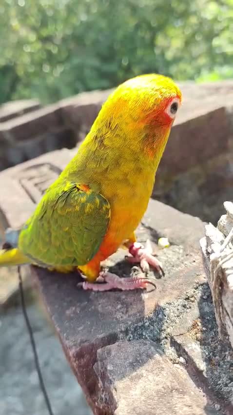 Sun Conure, farm video
