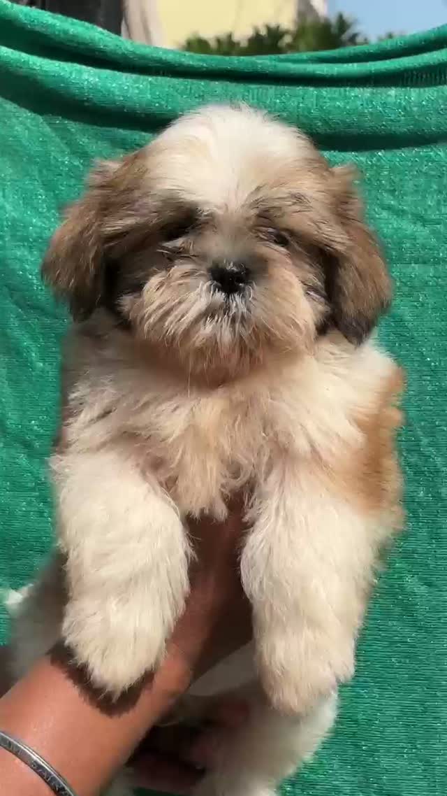Dachshund Puppy | Brown & Tan, farm video