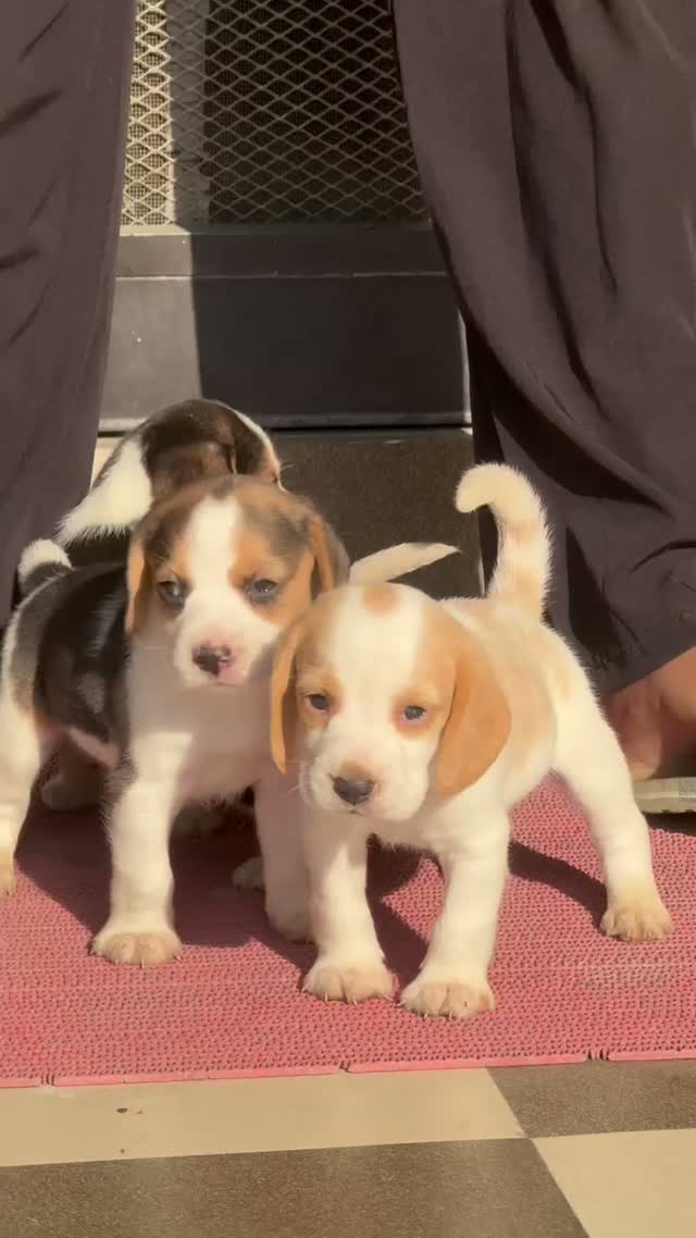Beagle Black & Tan Puppy, farm video
