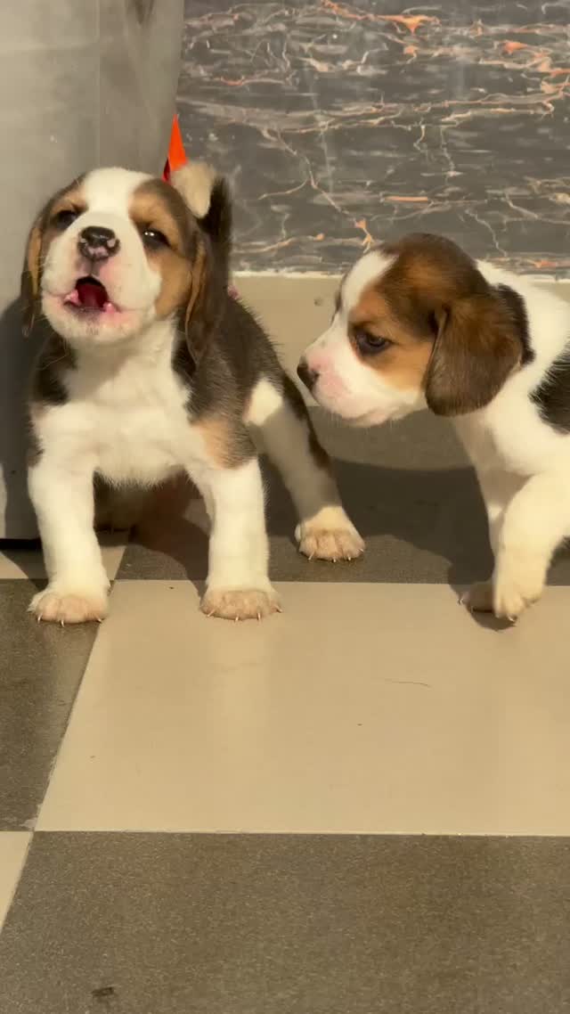 Beagle Black & Tan Puppy, farm video