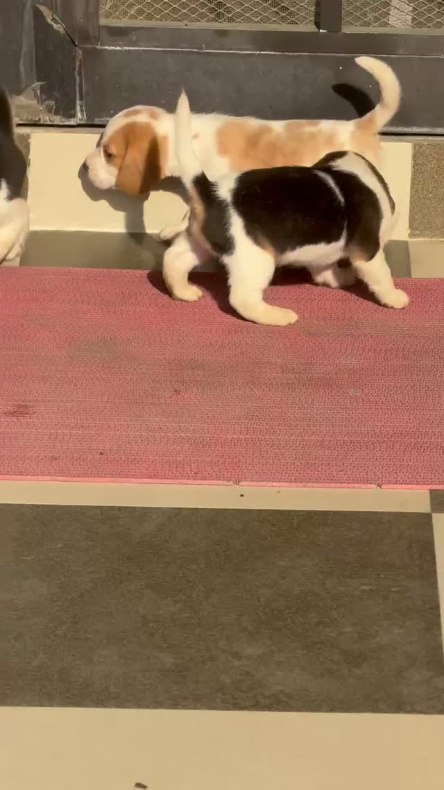 Beagle Black & Tan Puppy, farm video