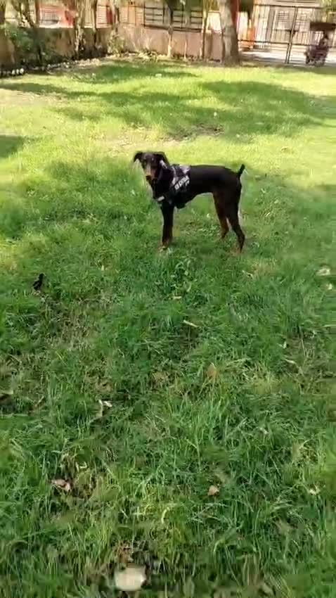 European Doberman Puppy | Black & Tan, farm video