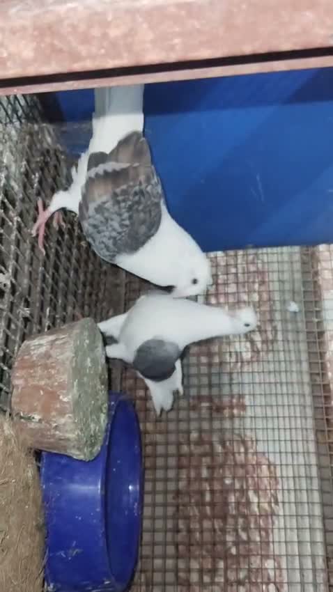 Homer Pigeon, farm video