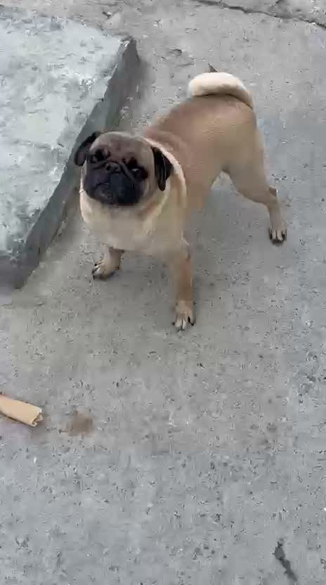 Pug Puppy, farm video
