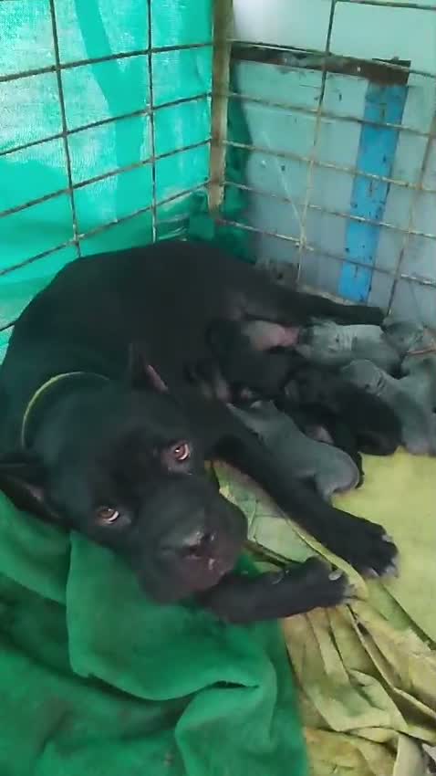 Cane Corso Puppy, farm video