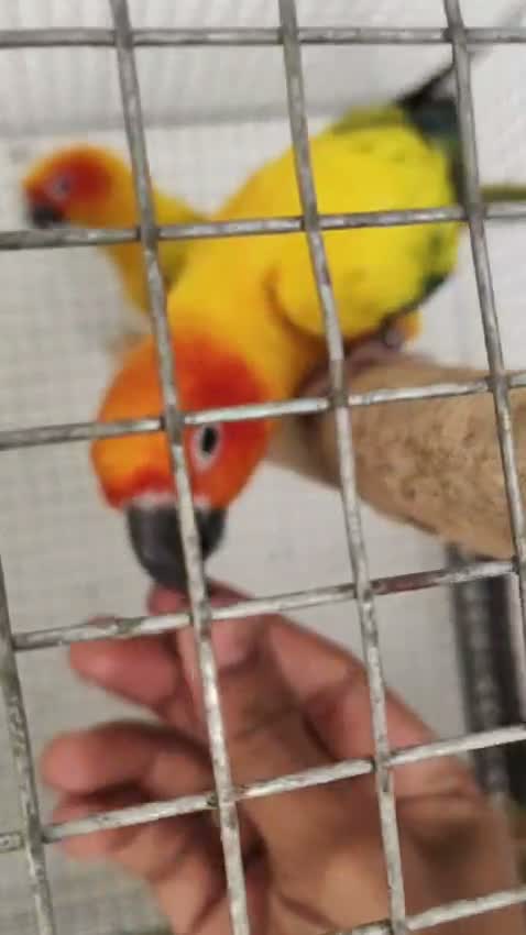 Sun Conure, farm video