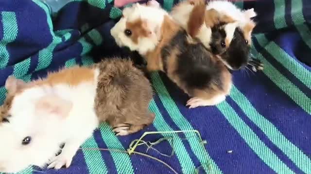 Hedgehogs Babies & Adults, farm video