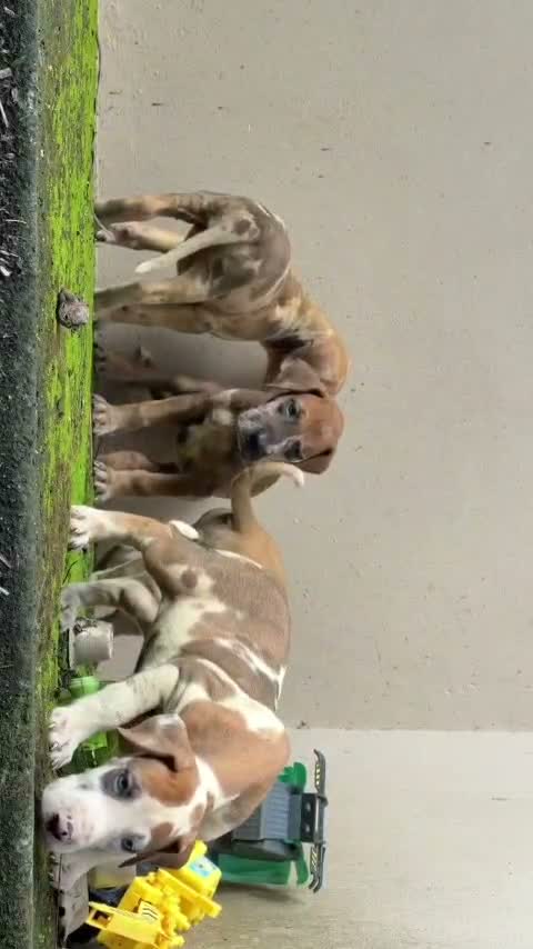 Great Dane Puppy, farm video