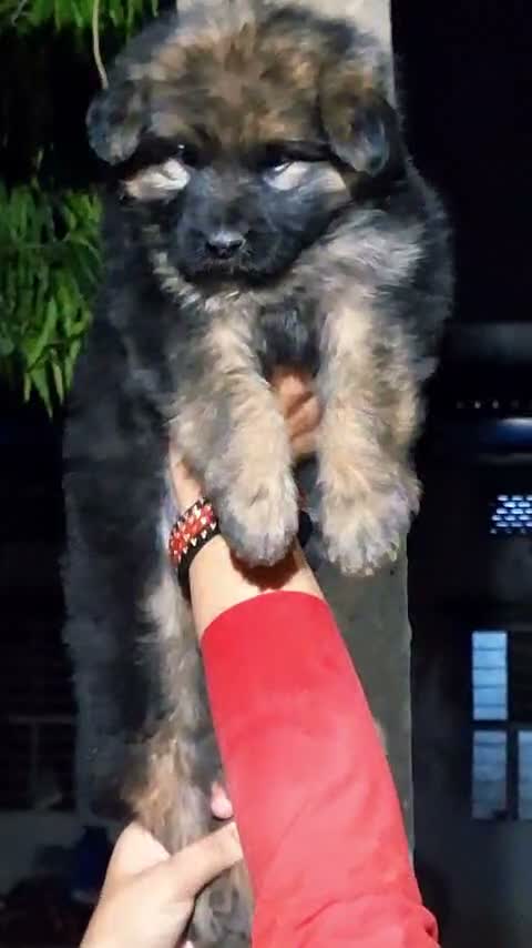 German Shepherd Puppy, farm video