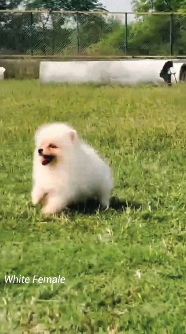 Toy Poodle Puppy, farm video
