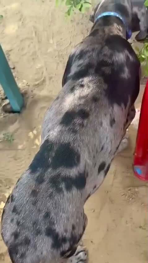 Great Dane Puppy, farm video
