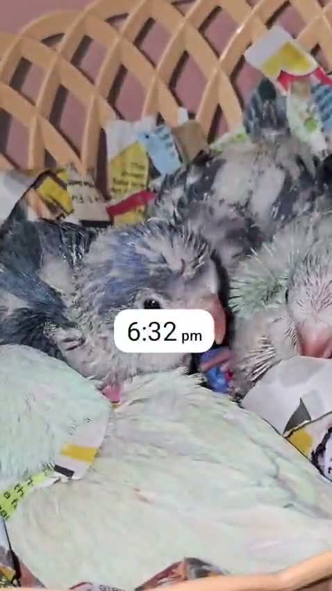 Red-rumped Parakeet, farm video