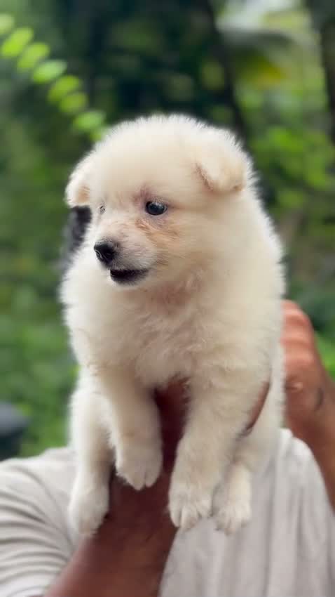 Pomeranian Puppy, farm video