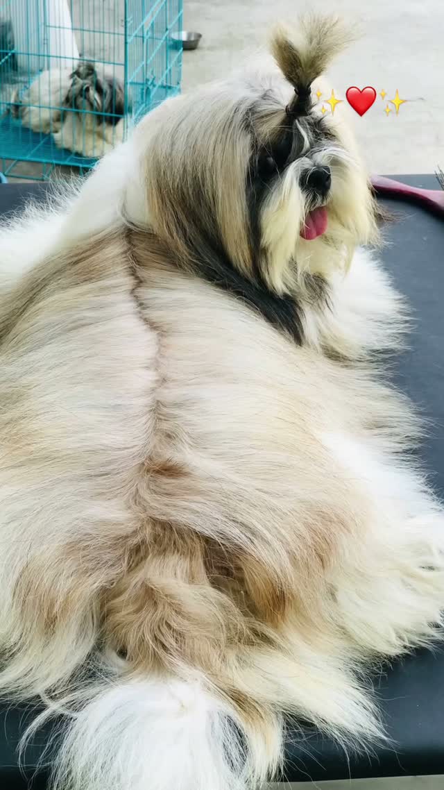 Shih Tzu | Black Color, farm video