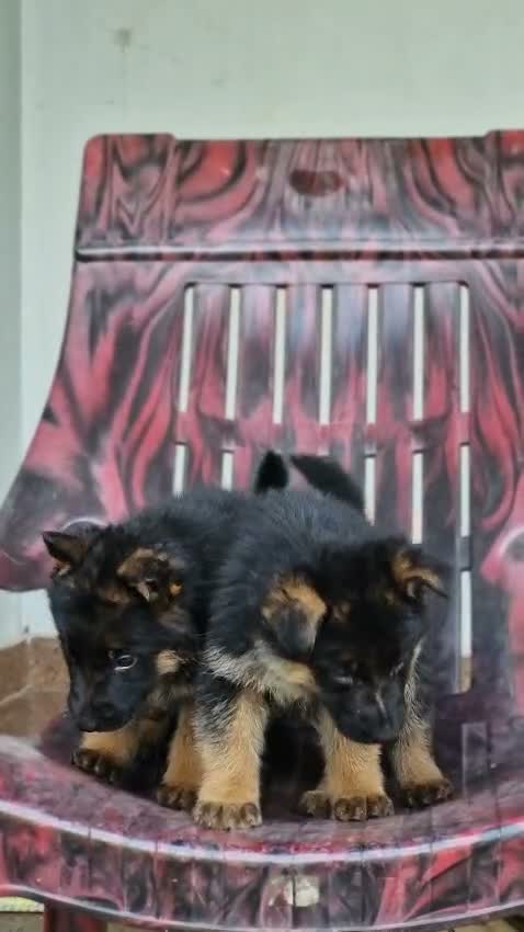German Shepherd Puppy, farm video
