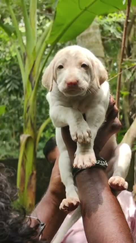 Dachshund Puppy | Brown & Tan, farm video