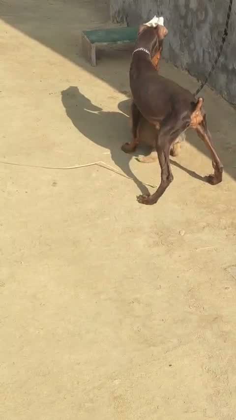 Doberman Pinscher Puppy, farm video