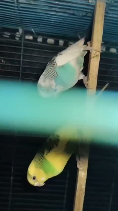 African Love Birds, farm video