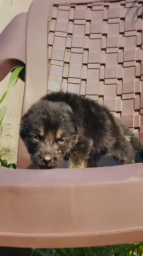 German Shepherd Puppy, farm video