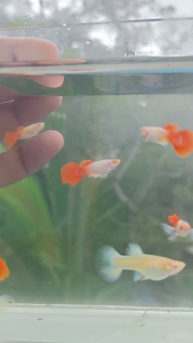 Dumbo Rat, farm video