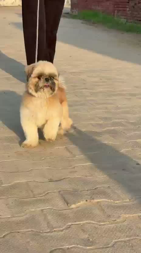 Shih Tzu | Black Color, farm video