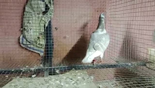 Highflyer Pigeon, farm video