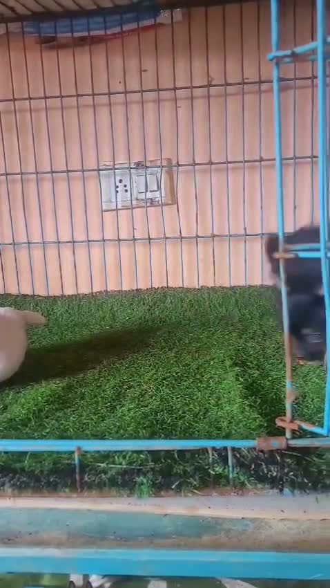 Red-rumped Parakeet, farm video