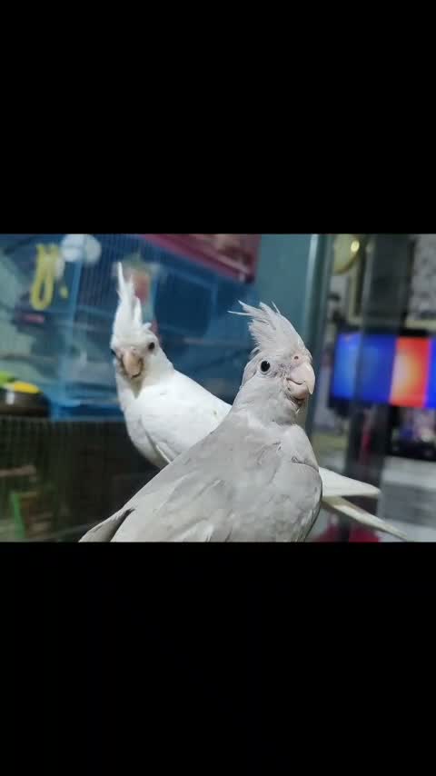 Cockatiel, farm video