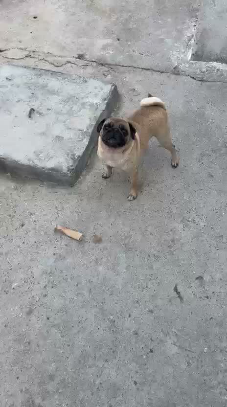Pug Puppy, farm video