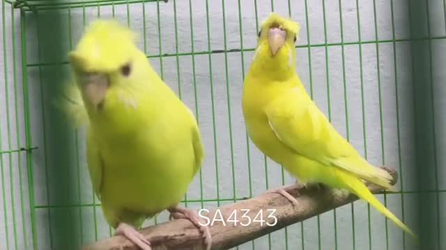 Red-rumped Parakeet, farm video