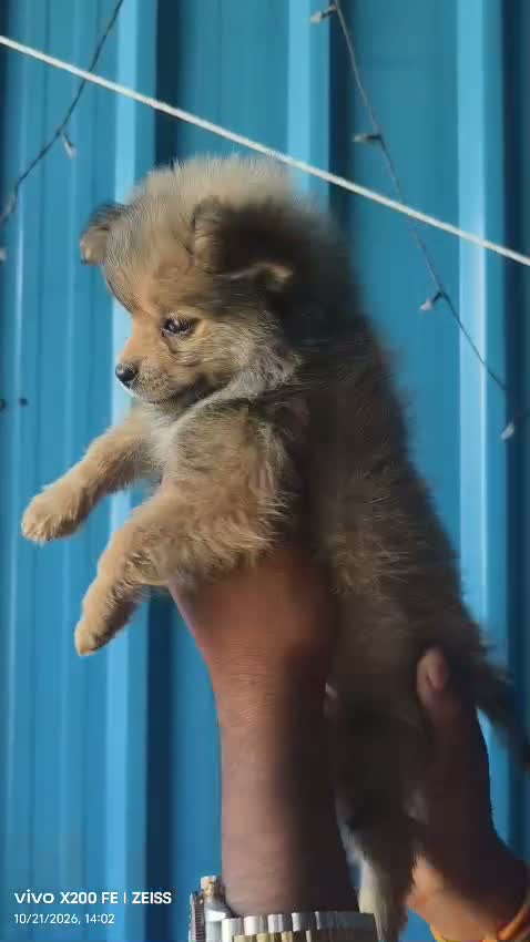 Culture Toy Pom Puppy | Black, farm video