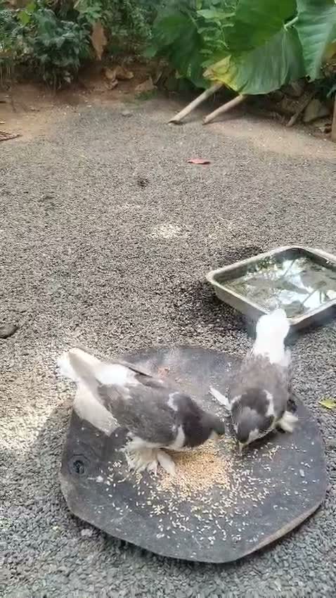 Homer Pigeon, farm video