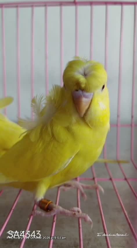 Red-rumped Parakeet, farm video