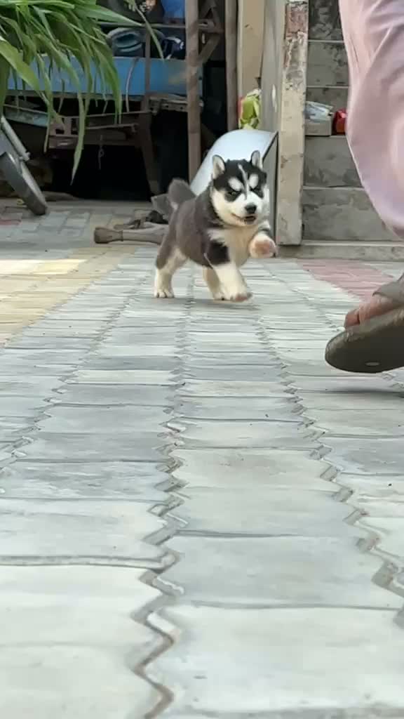 Siberian Husky Puppy | Black & White Color, farm video