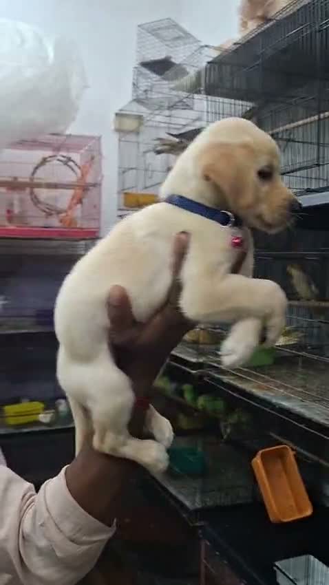 Dachshund Puppy | Brown & Tan, farm video