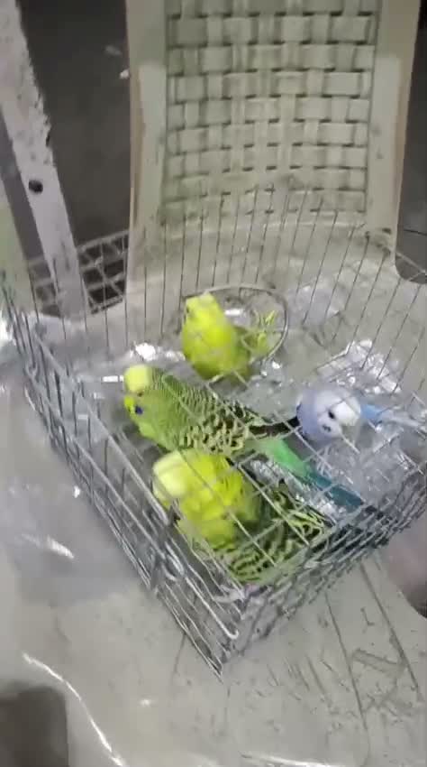 Holland Budgies, farm video