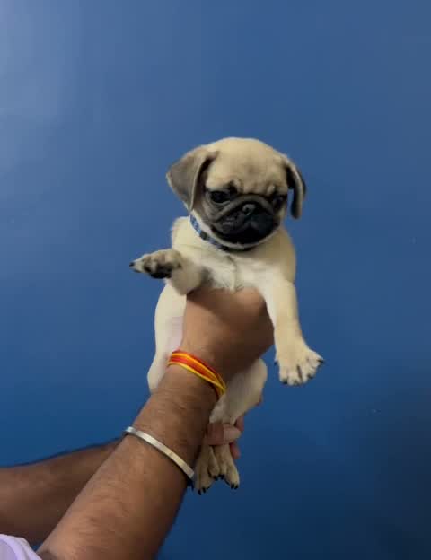 Pug Puppy, farm video
