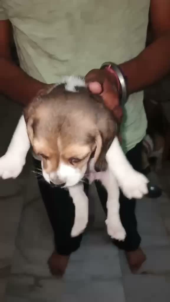 Dachshund Puppy | Brown, farm video