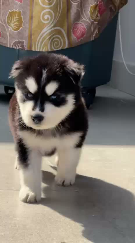 Siberian Husky Puppy | Black & White Color, farm video