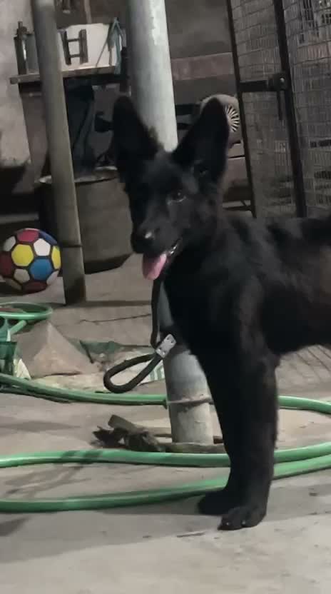 German Shepherd Puppy, farm video
