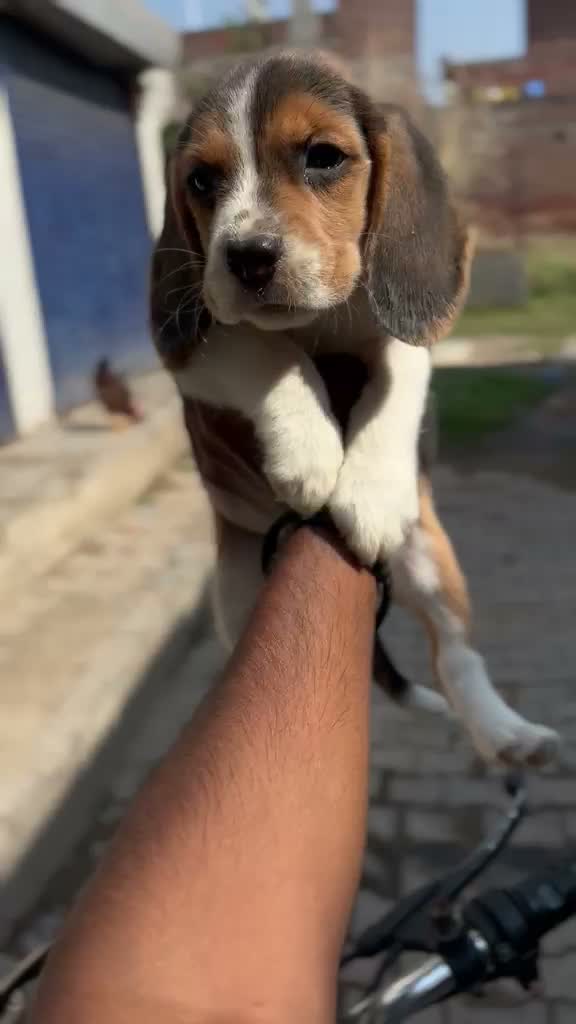 Beagle Black & Tan Puppy, farm video