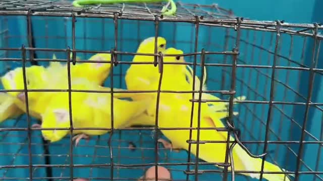 Homer Pigeon, farm video