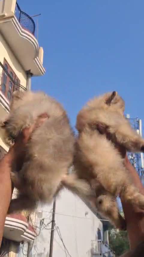 Pomeranian Puppy, farm video