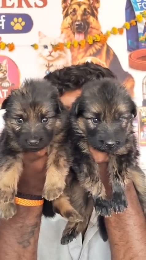 Dachshund Puppy | Brown & Tan, farm video
