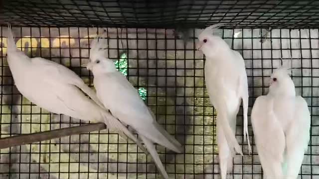 Cockatiel, farm video