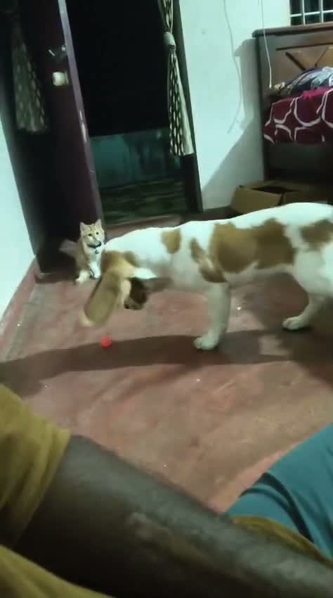Beagle Black & Tan Puppy, farm video