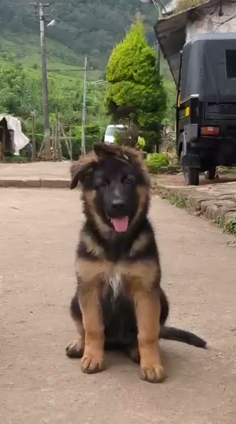 German Shepherd Puppy, farm video