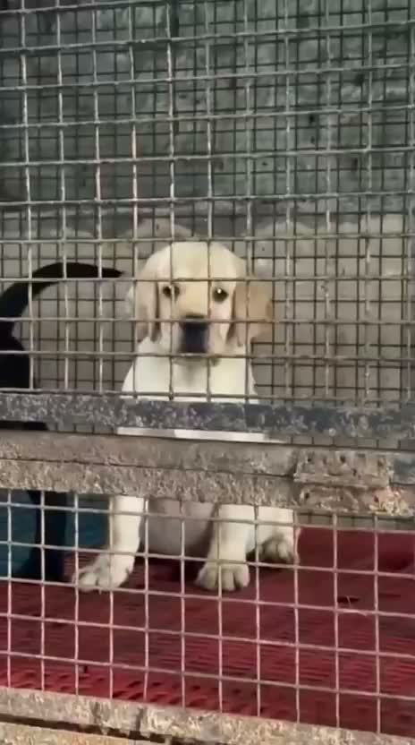 Dachshund Puppy | Brown & Tan, farm video