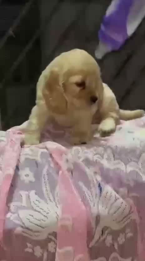 Dachshund Puppy | Brown & Tan, farm video