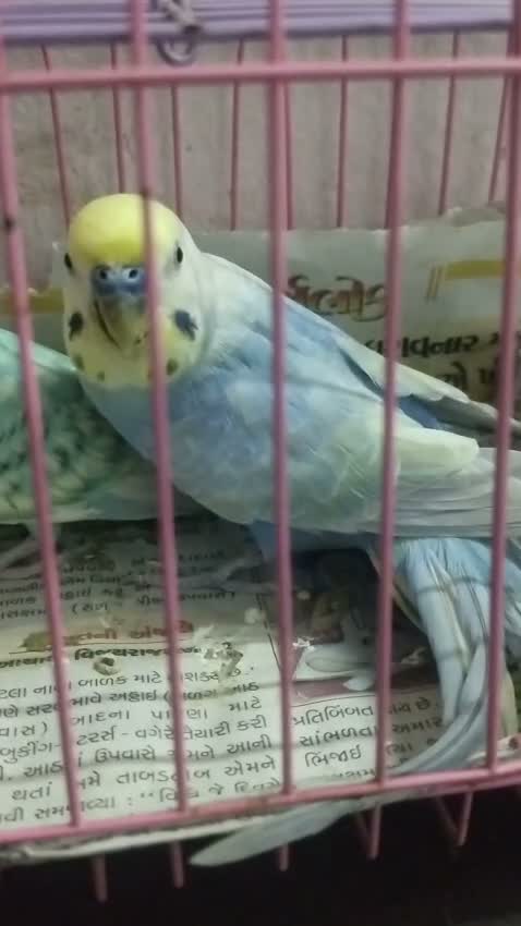 Budgies | Fallow, farm video